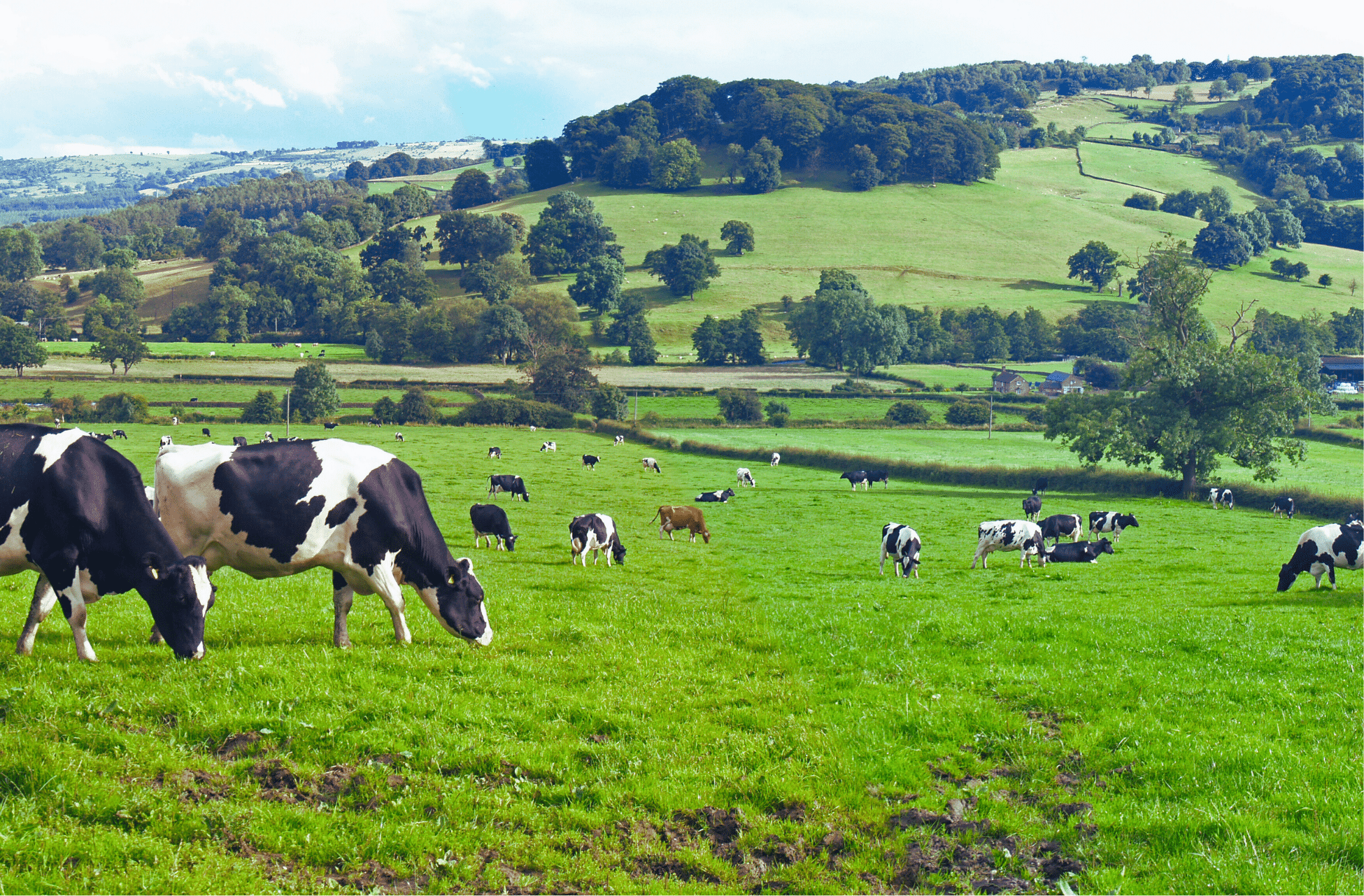 kühe frühlingsweide