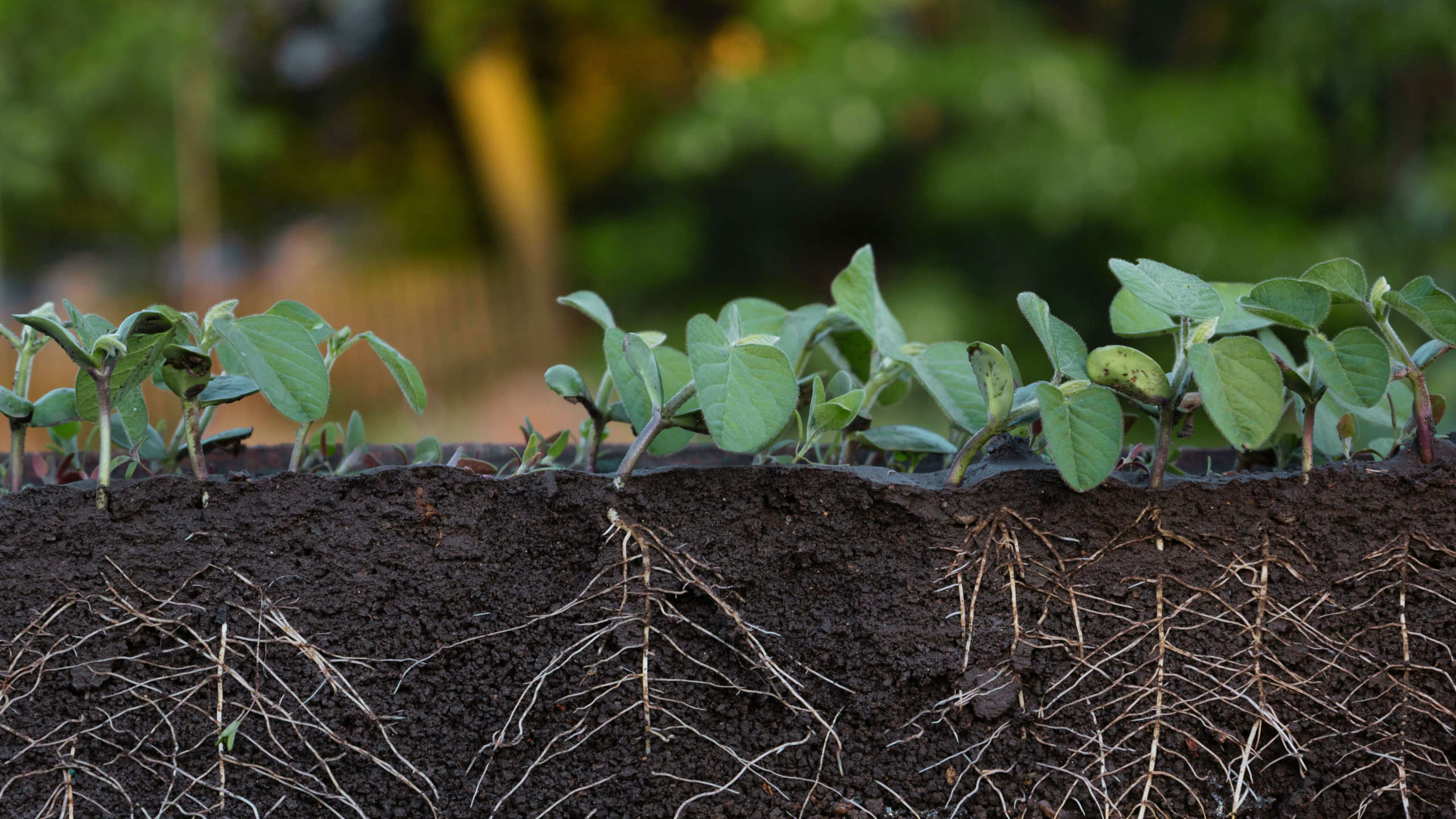 wachstum im frühjahr bild im text