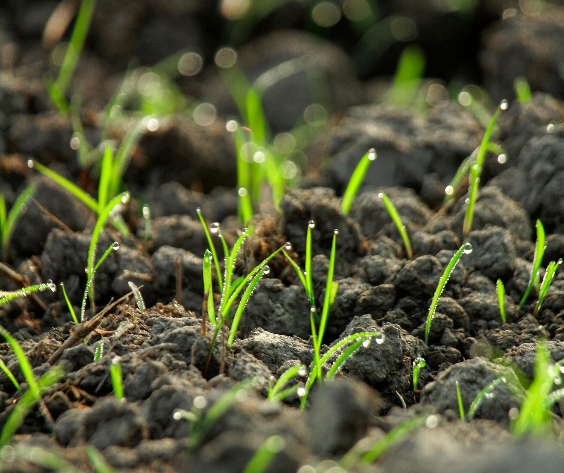 wachstum im frühjahr fördern