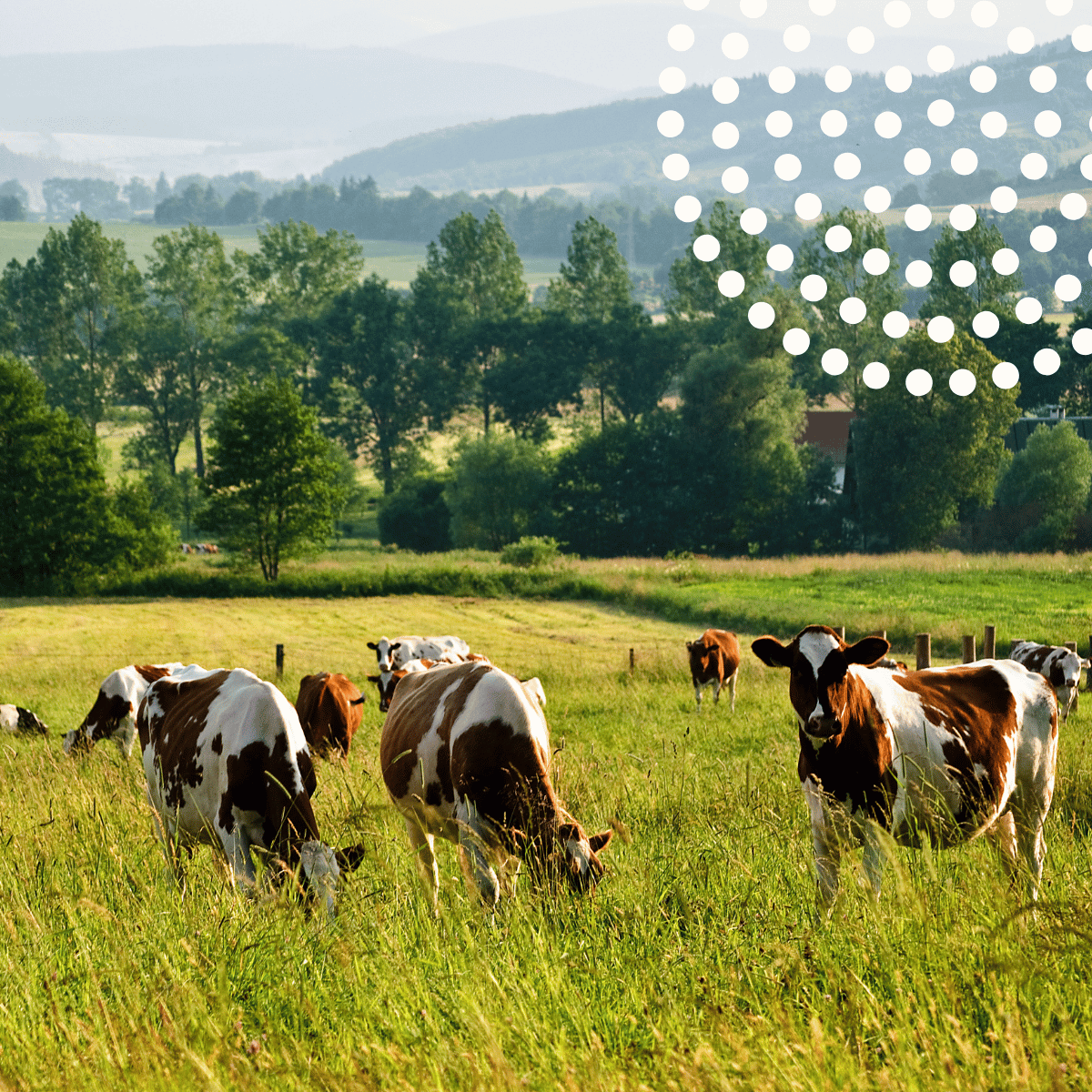 featured image hitzestress